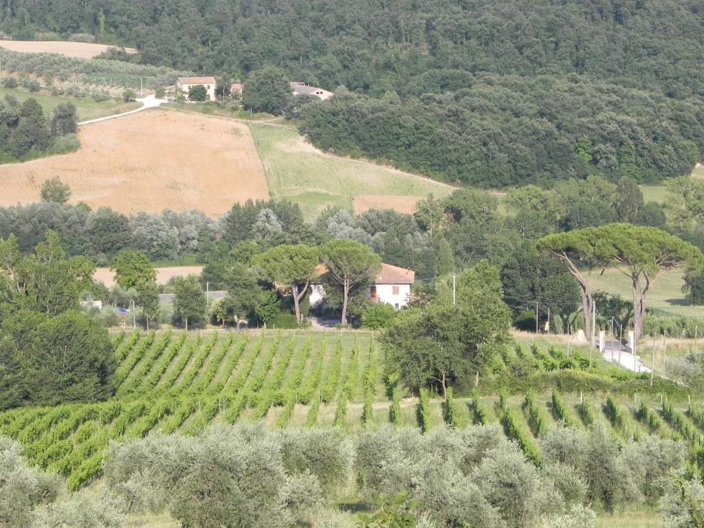 Tenuta Pizzogallo Amelia Oda fotoğraf