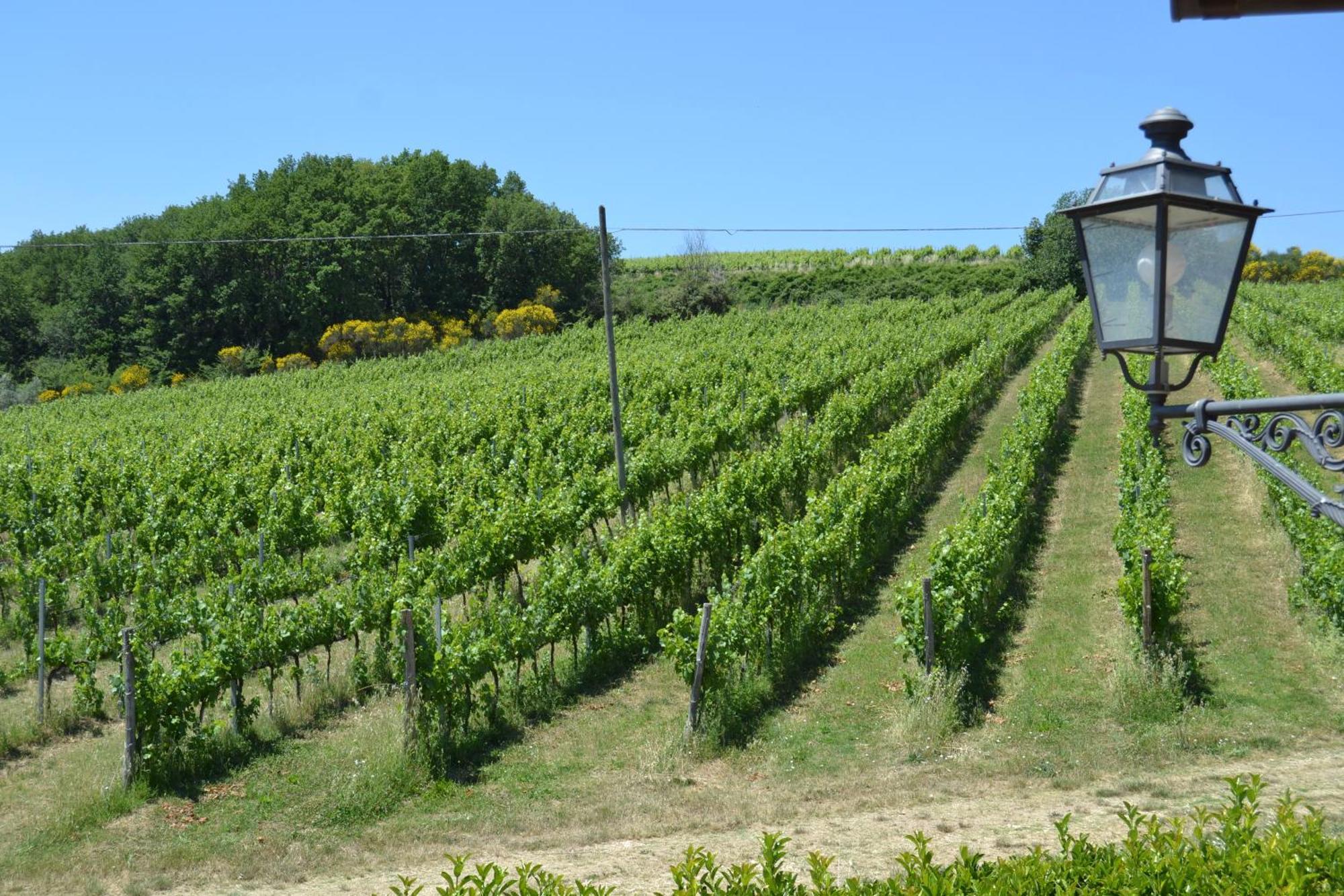 Tenuta Pizzogallo Amelia Dış mekan fotoğraf